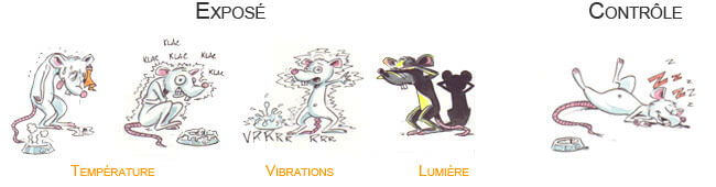 In vivo studies: Identical conditions