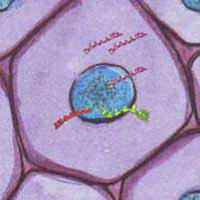 EMF effects on keratinocytes: nucleus, DNA, RNA