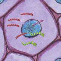 EMF effects on keratinocytes: nucleus, DNA, RNA