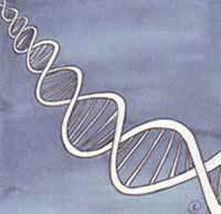 EMF effects on keratinocytes: nucleus, DNA, RNA