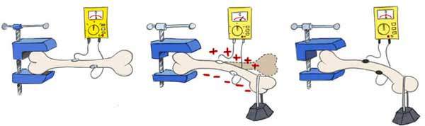 EMF effects on bones: piezzo electric effect