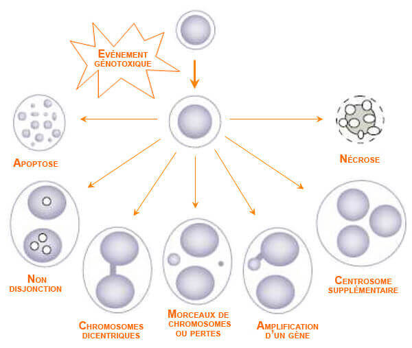 In vitro studies: cytoma test