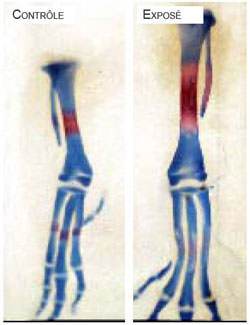 EMF effects on bones: experiments
